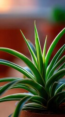 Fototapeta premium Green plant with long leaves in warm indoor lighting setting