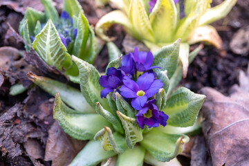 Purple primrose flowers amidst winter foliage in a garden setting