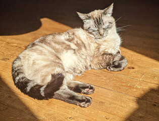 Cat lying on the floor © Clélia