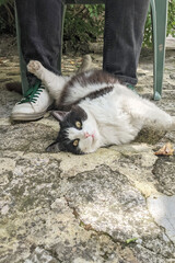 White and black cat lying down