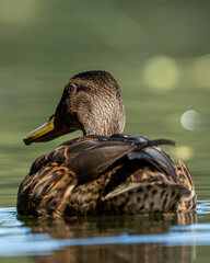 female mallard duck