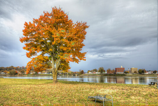 Maple Tree on the Ohio River Bank. Nature's perfect combination: a serene river scene, perfectly complemented by the vibrant colors of the Ohio River and a majestic maple tree. 