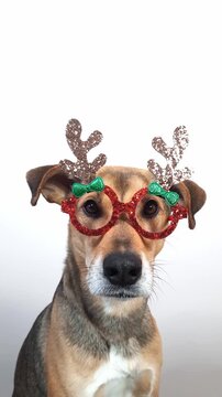 Funny mongrel dog wearing red glasses and reindeer antlers looking at the camera. curious pet tilting its head in a festive costume, capturing humor, holiday spirit, and playful expression.