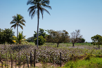 Cotton cultivation field in the department of Cordoba on the Atlantic Coast of Colombia