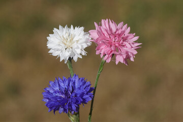 White, pink, blue flowers of cornflower, bachelor's button (Centaurea cyanus). Summer, Netherlands	
