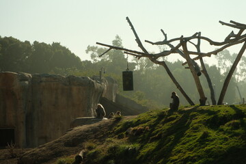 Family of Hamadryas baboons (Papio hamadryas) sitting on top of hill aesthetic