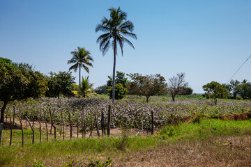 Cotton cultivation field in the department of Cordoba on the Atlantic Coast of Colombia