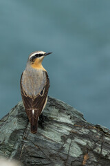 Adult Wheatear (Oenanthe oenanthe) seen on Bull Island Dublin