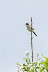 Common Whitethroat (Curruca communis) found in scrub habitats seen on Bull Island Dublin
