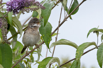 Common Whitethroat (Curruca communis) found in scrub habitats seen on Bull Island Dublin