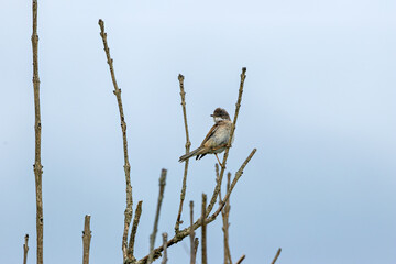 Common Whitethroat (Curruca communis) found in scrub habitats seen on Bull Island Dublin