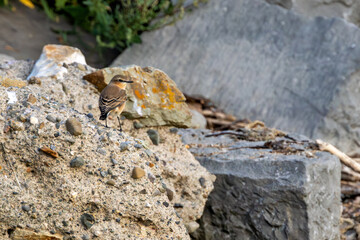 Juvenile Wheatear (Oenanthe oenanthe) common in Eurasian open habitats on Bull Island Dublin