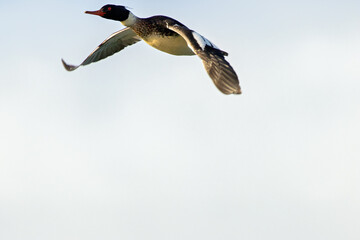 Red breasted Merganser (Mergus serrator) common in coastal waters seen on Bull Island Dublin
