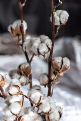 Cotton flowers on a branch placed near a window in an interior setting