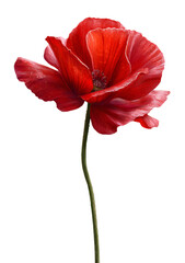 Fototapeta premium Czerwony kwiat maku na białym tle