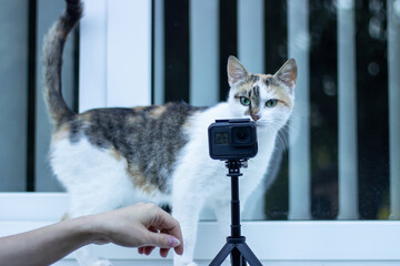 A kitten sniffing an action camera mounted on a tripod in front of a window.