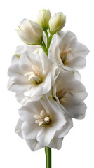 Fototapeta premium Białe kwiaty gladiola na białym tle