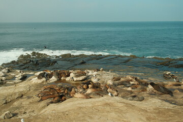 Large group of Sea lions in La Jolla Cove, San Diego, California during summer time