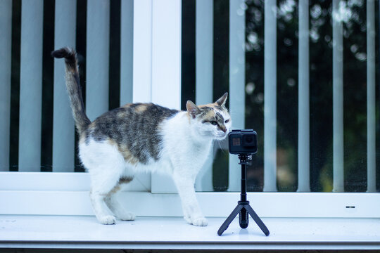 A kitten sniffing an action camera mounted on a tripod in front of a window.
