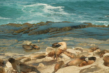 Large group of Sea lions in La Jolla Cove, San Diego, California during summer time