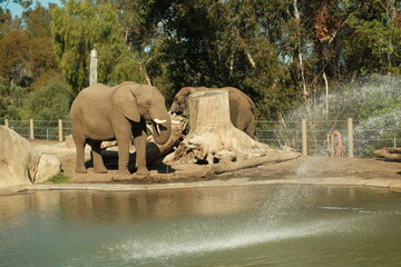 Elephant eating leaves in its enclosure