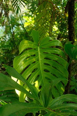 Large swiss cheese monstera deliciosa green plant leaf, split-leaf philodendron