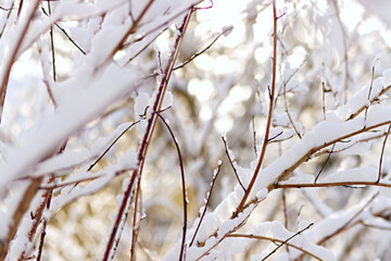 Snow covered branches with a morning sunrise atmosphere