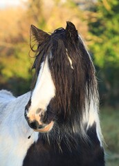 Horses: Closeup portrait of piebald pony with reed in mouth, in field on farmland in rural Ireland in autumn