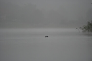 fog on the lake