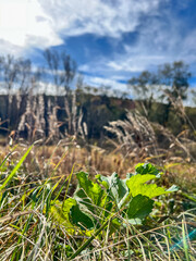 Green plant growing in dry autumn field grass