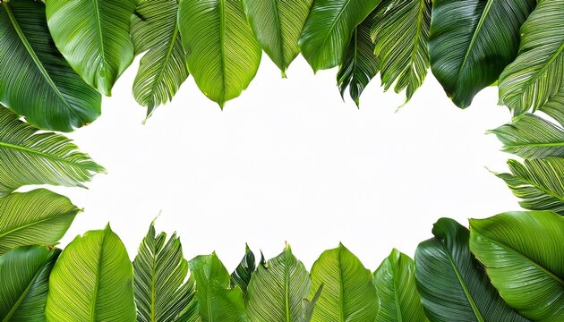 Tropical Leaves Boarder Frame In Juicy Green Color Alpha