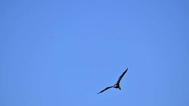 Waterfowl in slow motion on a lake in Brazil, beautiful waterfowl in slow motion detail on a lake in Brazil, natural light, 4k, selective focus.