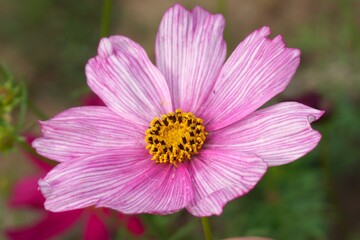 Fototapeta premium Vibrant pink cosmos flower with delicate white stripes blooming in a lush garden, bringing joy and natural beauty to any design project with floral elegance