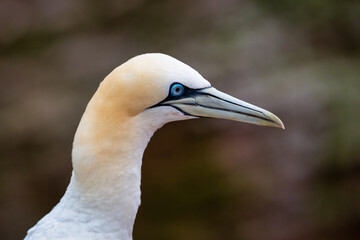 gannets on Helgoland