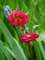 Flames of passion. Geum rivale. Romantic garden plant.