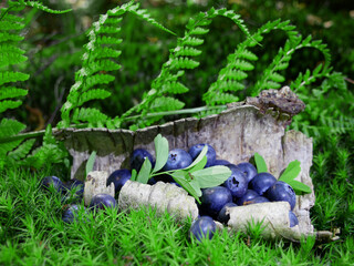 Blueberries in a forest clearing in a natural container made of tree bark.