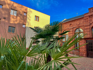 Palm trees growing in sunny urban courtyard setting