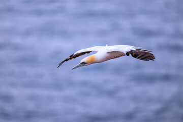 gannets on Helgoland