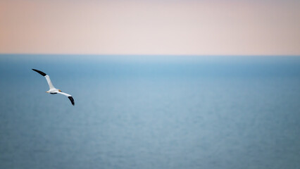 gannets on Helgoland