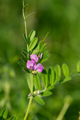 Common vetch (vicia sativa) flowers in bloom