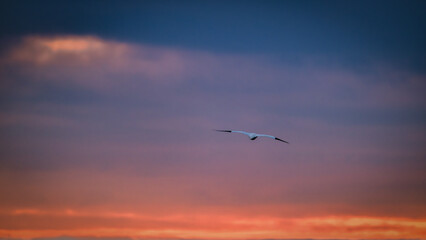 gannets on Helgoland