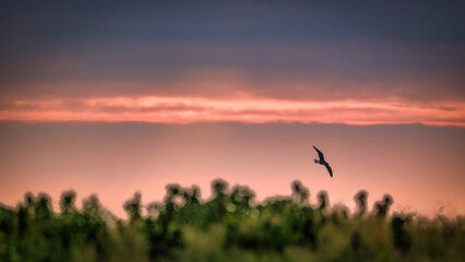 gannets on Helgoland