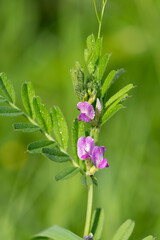 Common vetch (vicia sativa) flowers in bloom