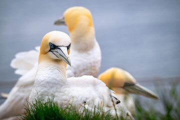 gannets on Helgoland