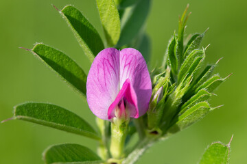 Close up of a common vetch (vicia sativa) flower in bloom