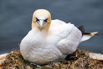 gannets on Helgoland