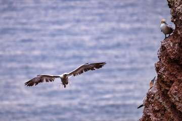 gannets on Helgoland