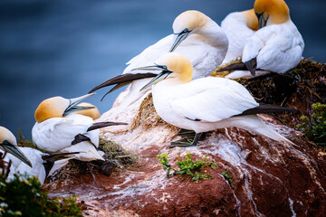 gannets on Helgoland