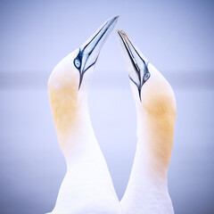 gannets on Helgoland