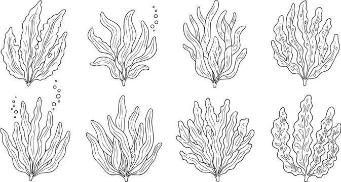 seaweed set hand drawn vector illustration in outline style silhouette isolated on white background

